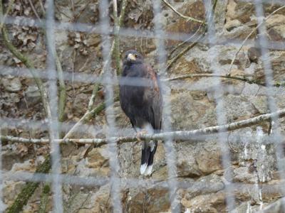 Buse de Harris - 2019