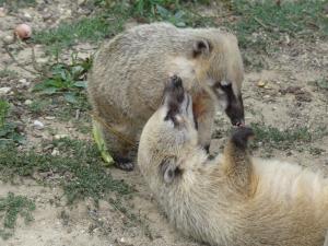 Coati roux