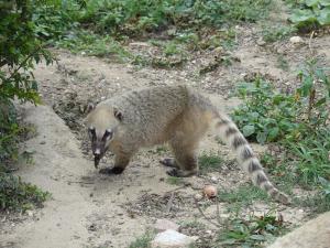 Coati roux