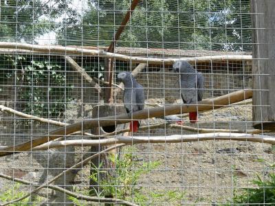Gris du Gabon - 2019