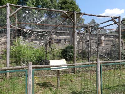 Gris du Gabon - 2019