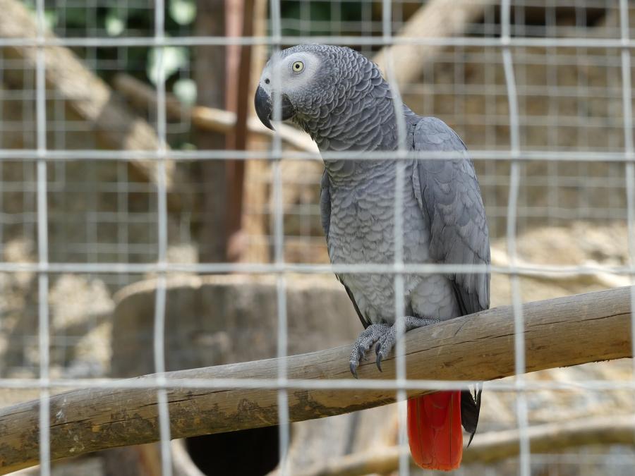 Gris du Gabon