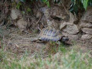 Tortue grecque