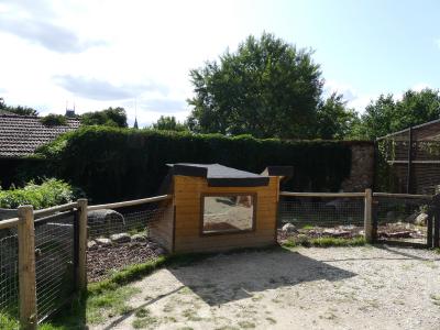 Tortue grecque - 2019