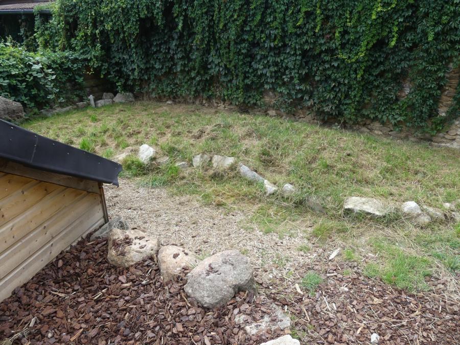 Tortue grecque