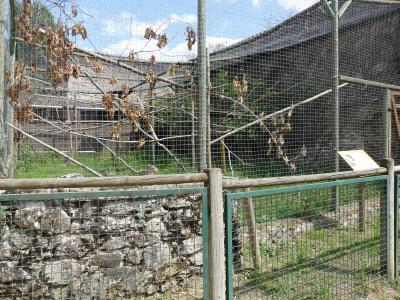 Kinkajou - Saimiri - 2019