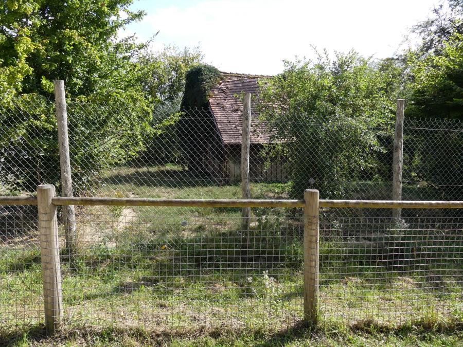 Loup à crinière