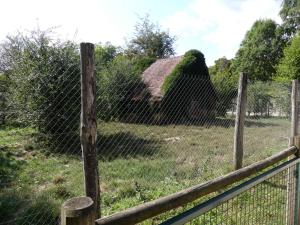 Loup à crinière