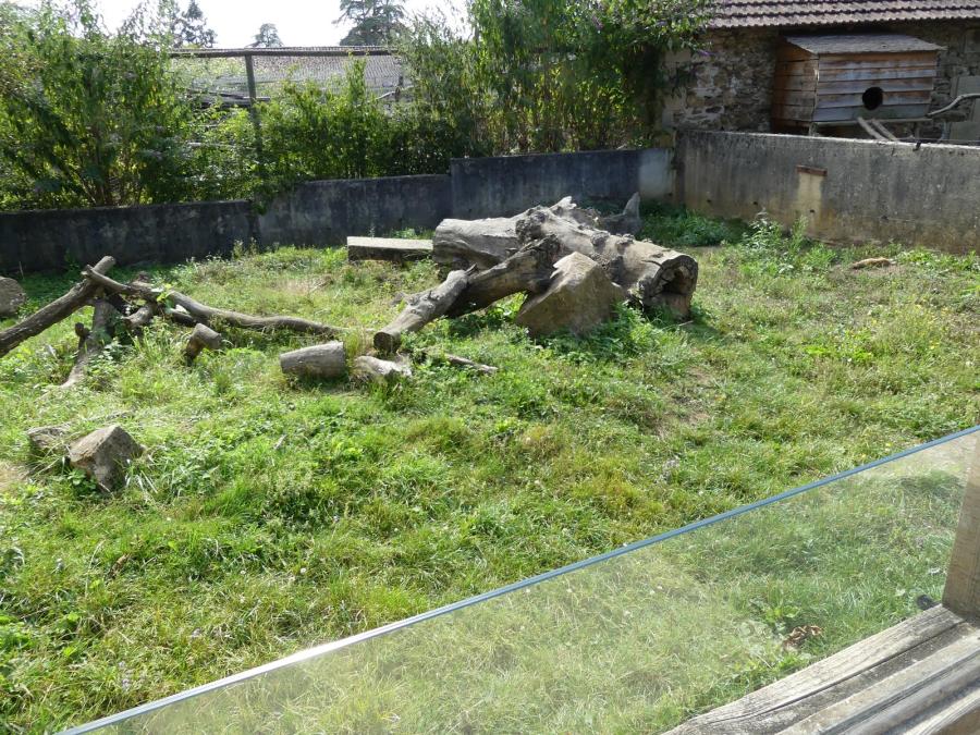 Mangouste fauve