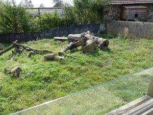 Mangouste fauve