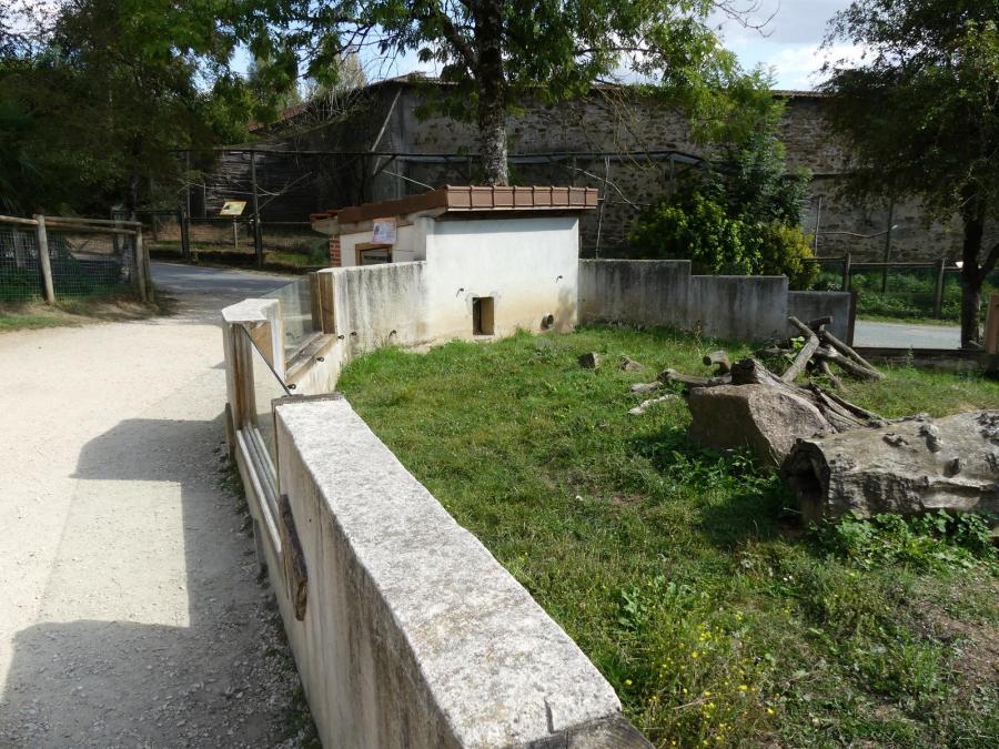 Mangouste fauve