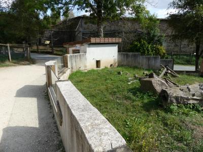 Mangouste fauve - 2019