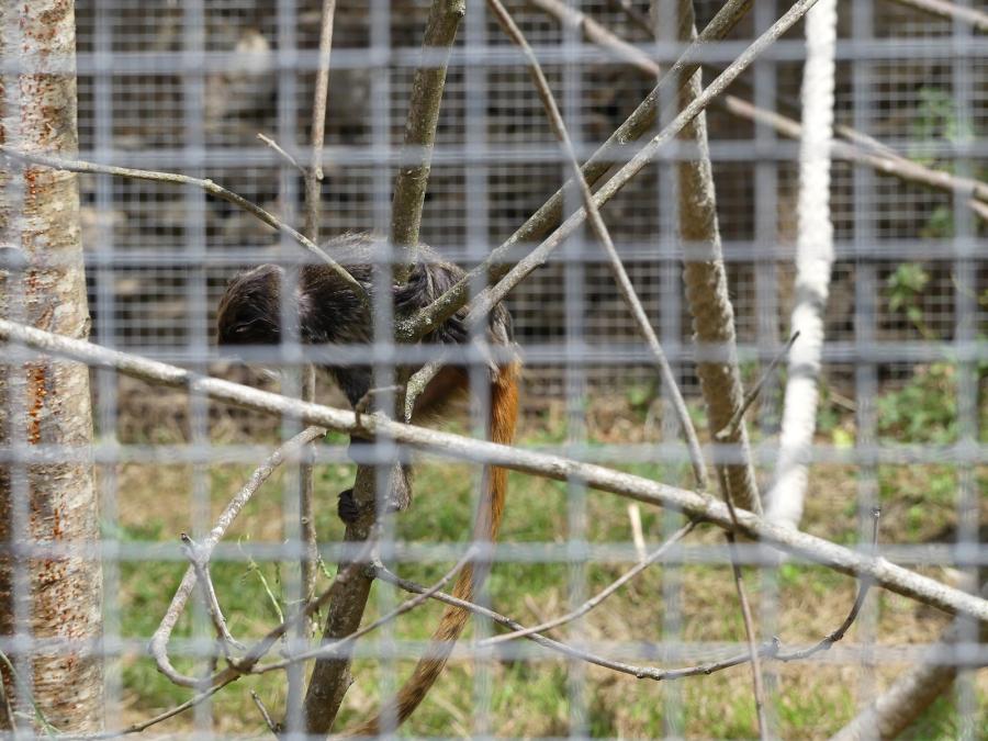 Tamarin empereur