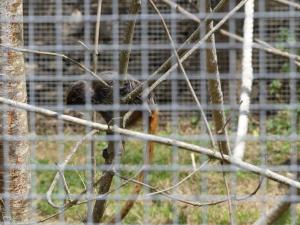 Tamarin empereur