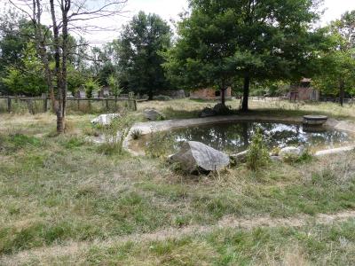 Tapir terrestre - 2019