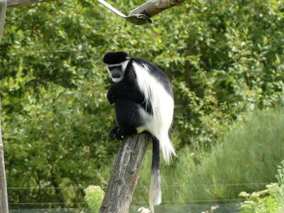 Colobe guéréza - 2019