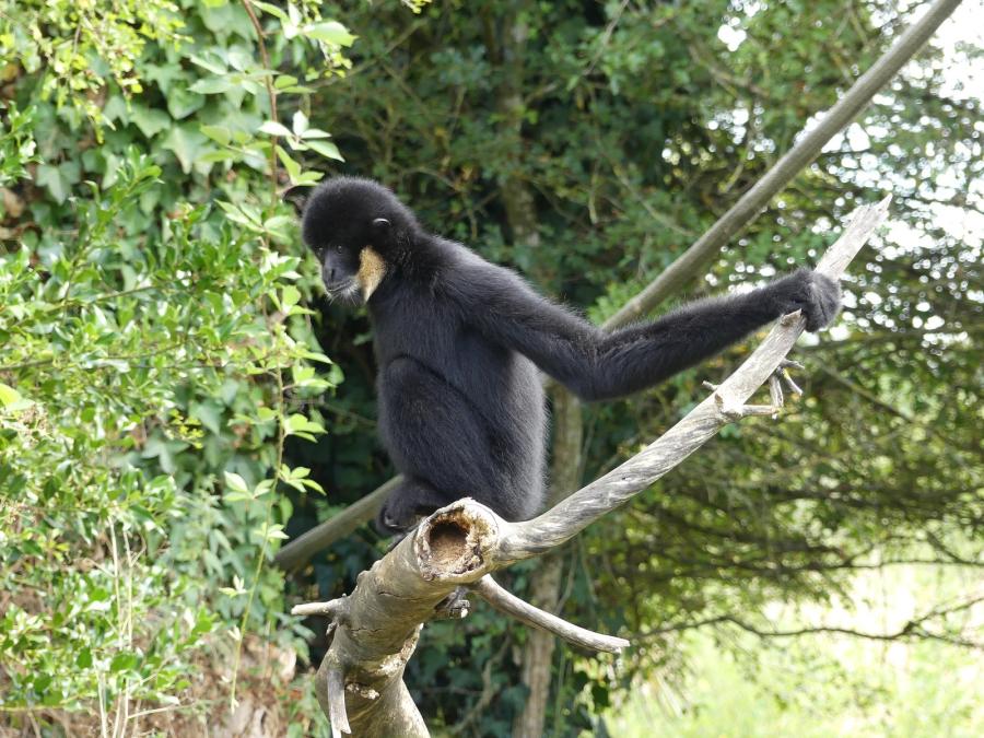 Gibbon à favoris blancs