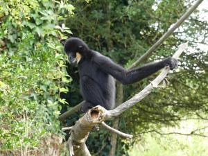 Gibbon à favoris blancs