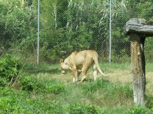 Lion d'Angola
