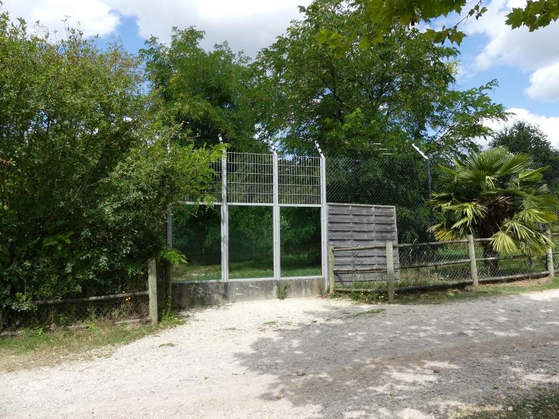 Lion d'Angola - 2019