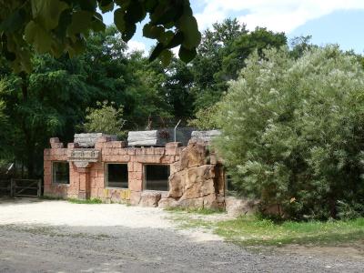 Lion d'Angola - 2019