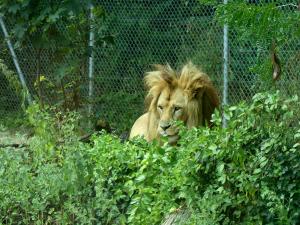 Lion d'Angola
