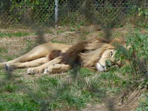 Lion d'Angola