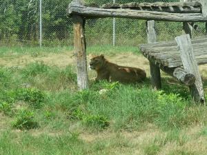 Lion d'Angola