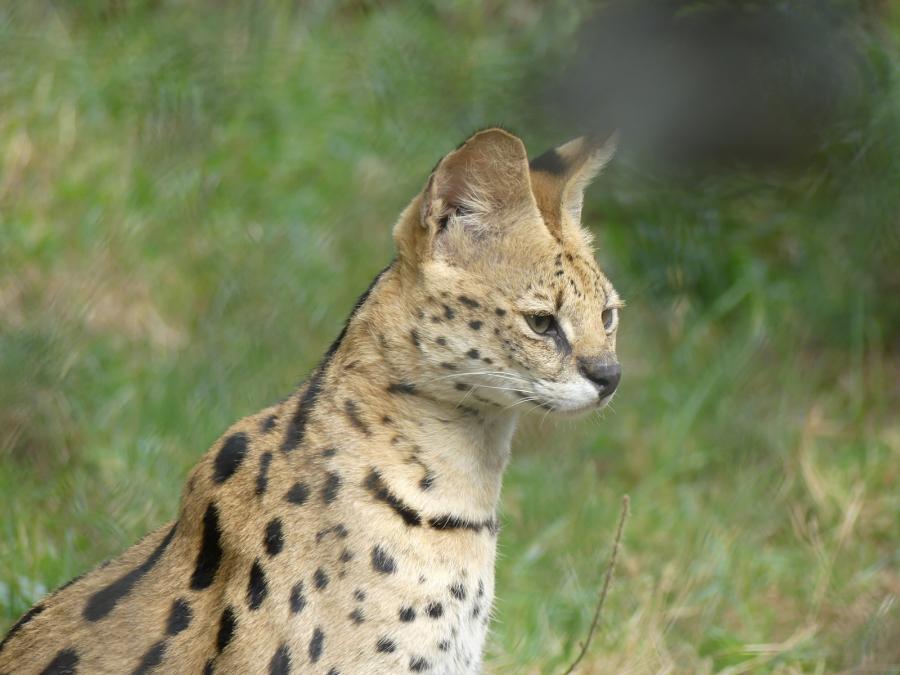 Serval