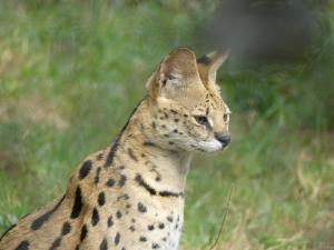 Serval