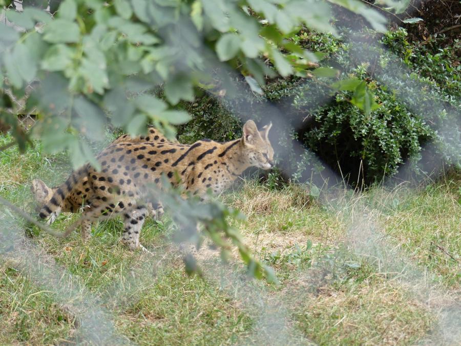 Serval