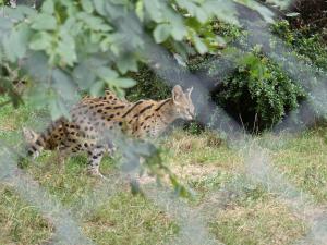 Serval
