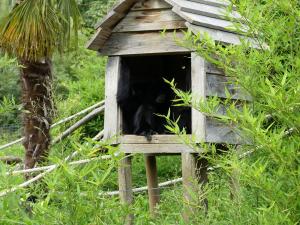 Siamang