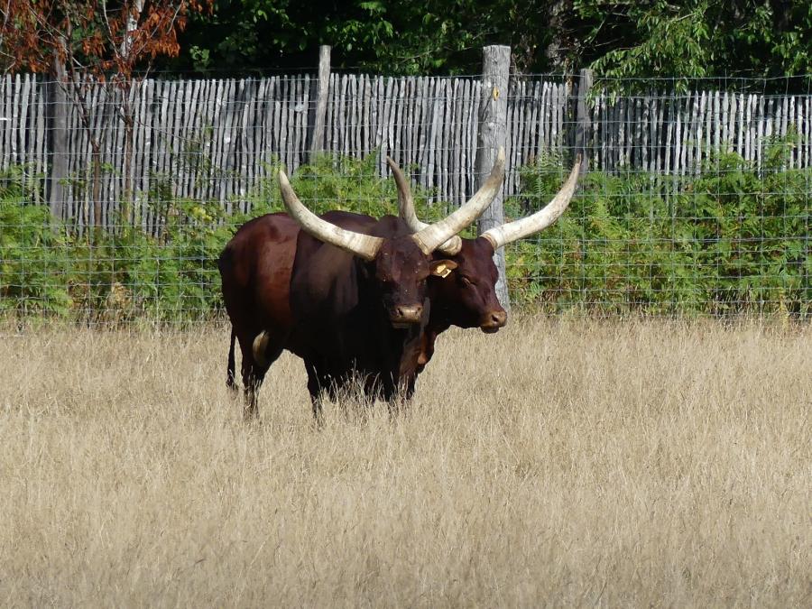 Boeuf watusi