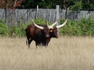 Boeuf watusi