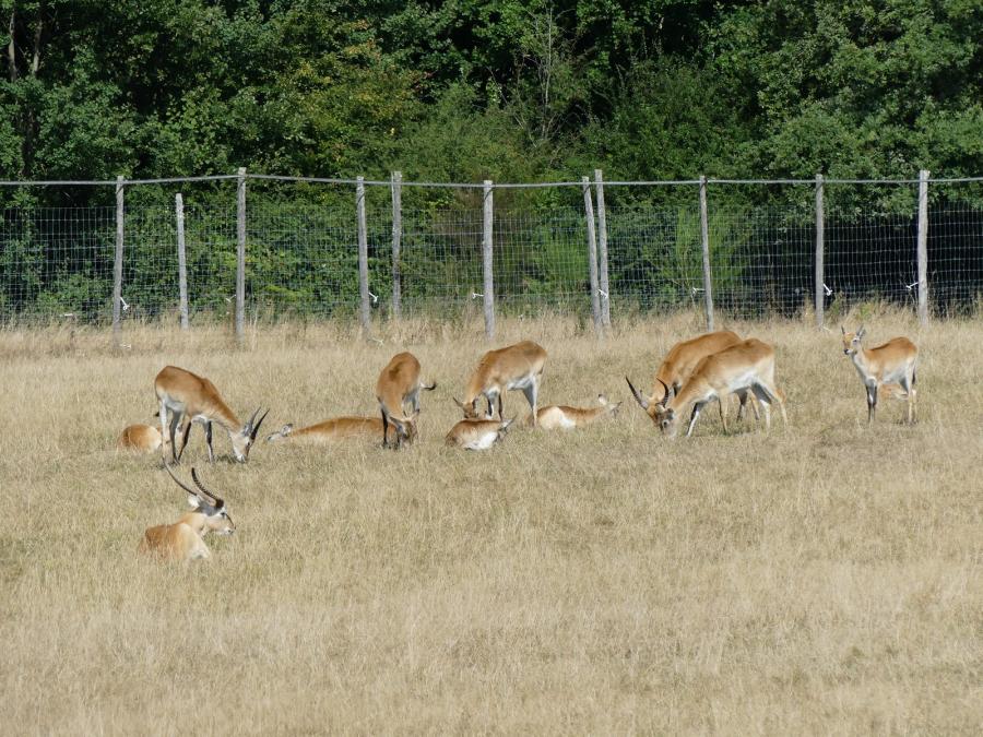 Cobe de Lechwe