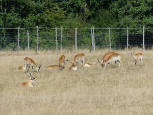 Cobe de Lechwe