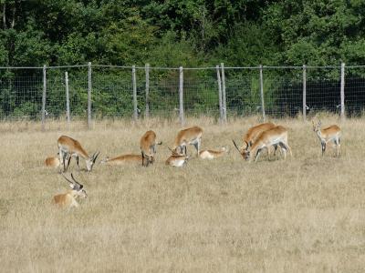 Cobe de Lechwe - 2019