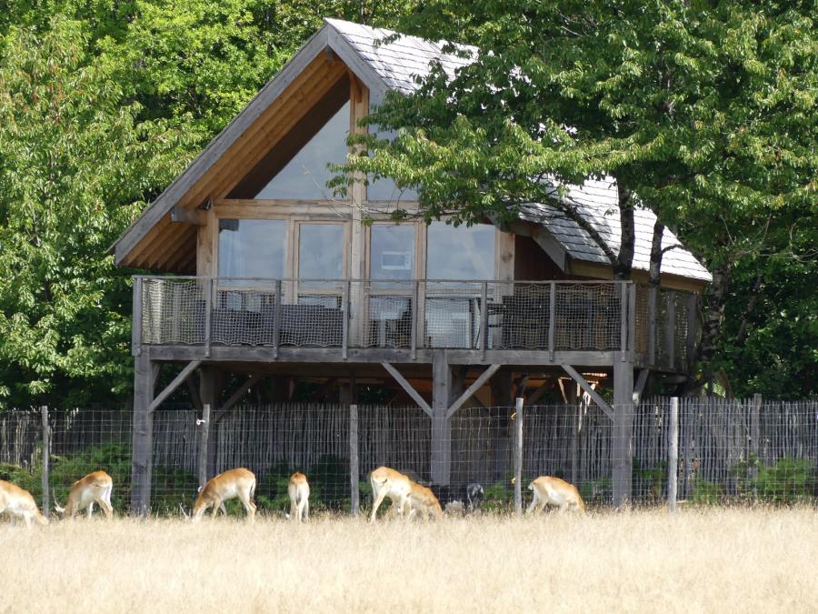 Cobe de Lechwe