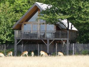 Cobe de Lechwe