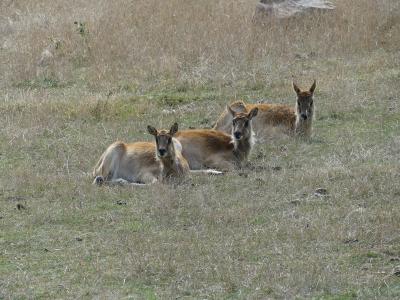 Cobe de Mrs Gray - 2019