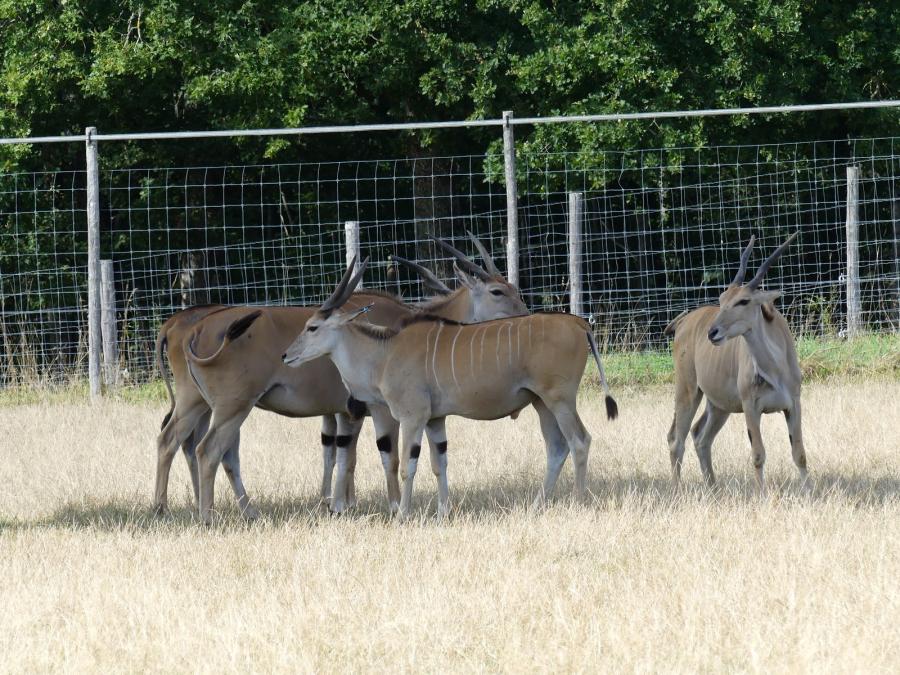 Eland du Cap