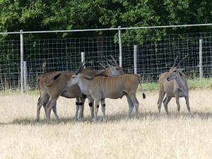 Eland du Cap