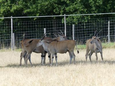 Eland du Cap - 2019