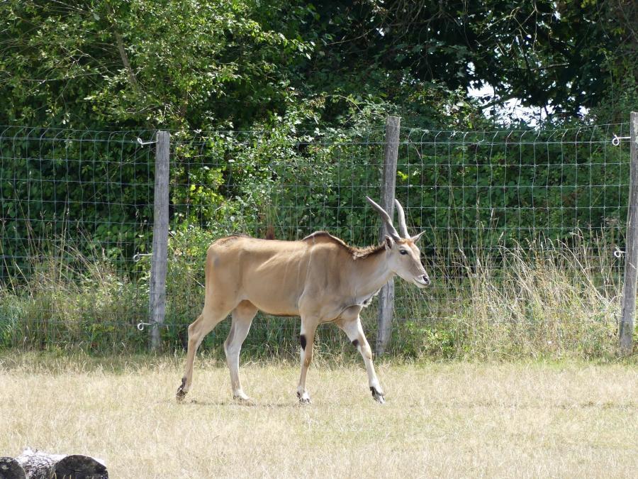Eland du Cap