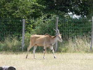 Eland du Cap