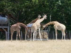 Girafe