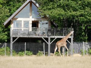 Girafe