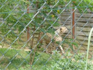 Guépard