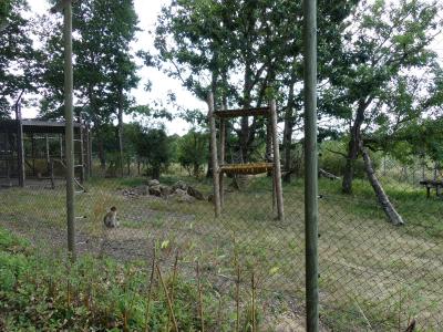 Macaque de Barbarie - 2019